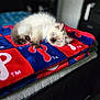 kitten, cat, blue_eyes, fluffy, blanket, red, blue, indoor, pet, cute, resting, fur, animal, cozy, soft, lying_down, domestic, young_cat, comfort, bedroom