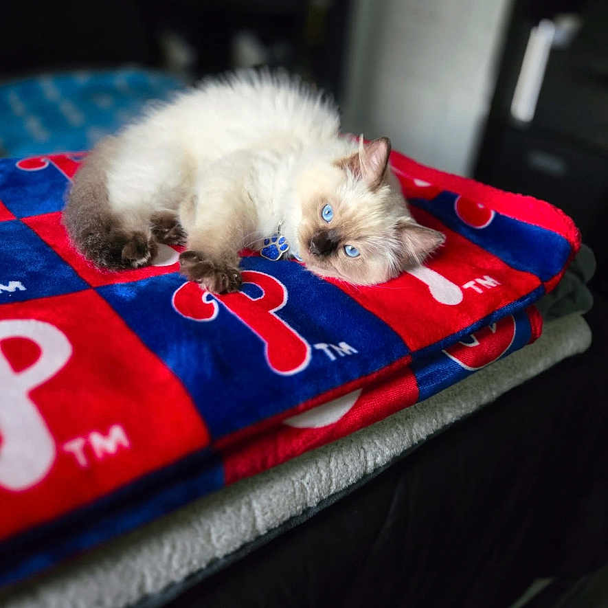 Montee joined the competition — help win amazing prizes! animal, bedroom, blanket, blue, blue_eyes, cat, comfort, cozy, cute, domestic, fluffy, fur, indoor, kitten, lying_down, pet, red, resting, soft, young_cat