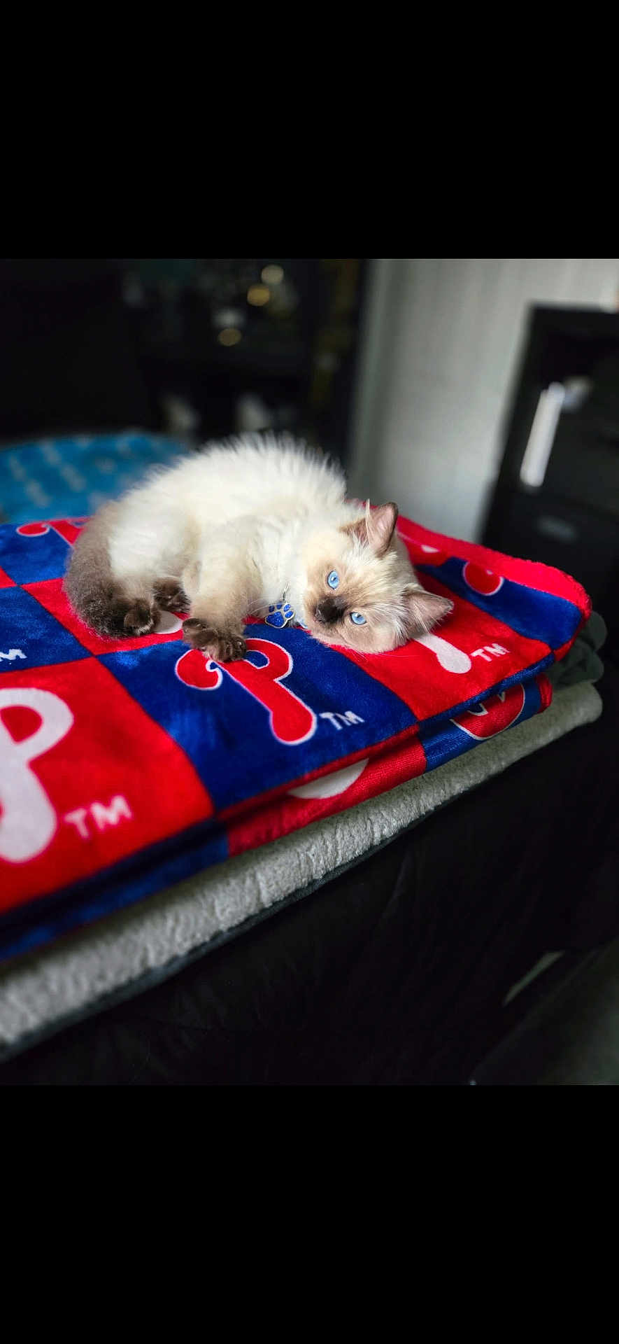 Montee joined the competition — help win amazing prizes! kitten, cat, blue_eyes, fluffy, blanket, red, blue, indoor, pet, cute, resting, fur, animal, cozy, soft, lying_down, domestic, young_cat, comfort, bedroom