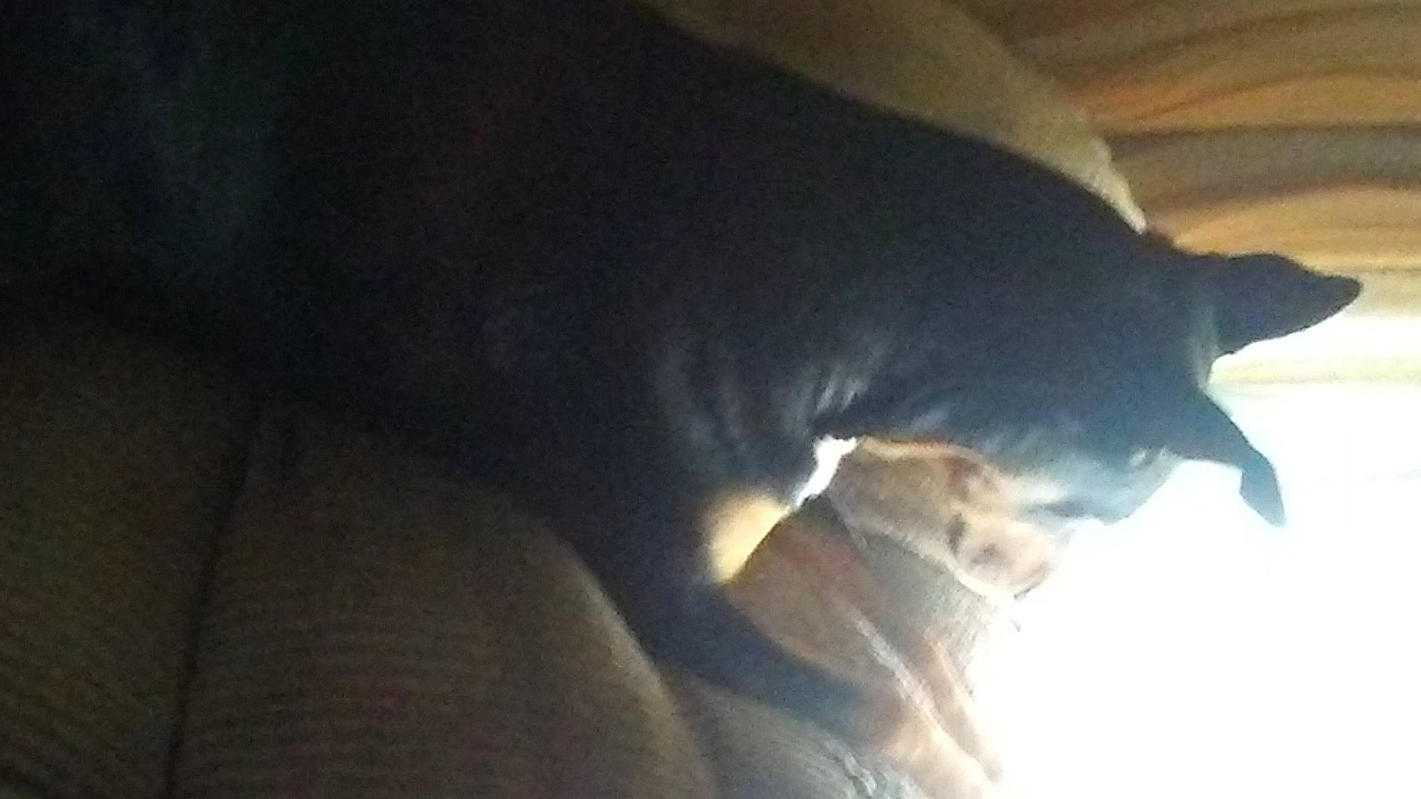 Tusca joined the competition — help win amazing prizes! black_cat, carnivore, cat, cloud, comfort, darkness, dog_breed, domestic_short_haired_cat, felidae, fur, gesture, jaw, sky, small_to_medium_sized_cats, snout, tail, tints_and_shades, tree, whiskers, window