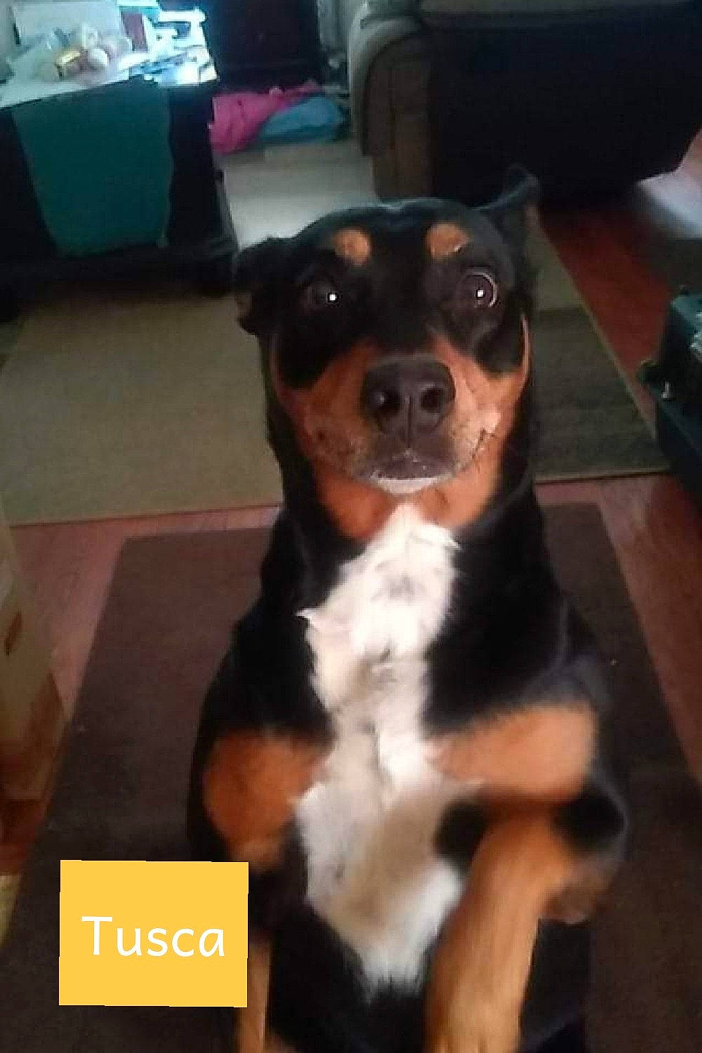 Tusca joined the competition — help win amazing prizes! canidae, carnivore, companion_dog, couch, dog, dog_breed, fawn, flooring, fur, guard_dog, non_sporting_group, paw, puppy, snout, sporting_group, terrestrial_animal, toy_dog, whiskers, working_animal, working_dog