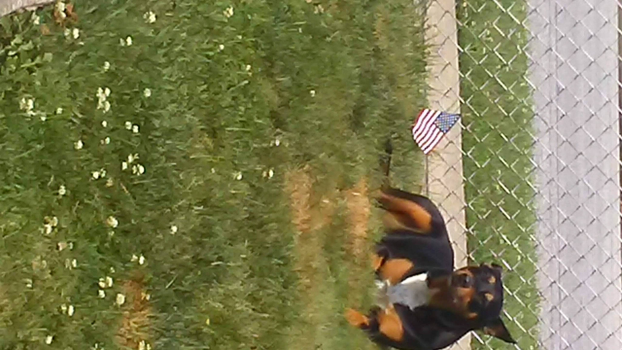 Tusca is registered to the contest to win money with this photo: flag, flag_day_usa, flag_of_the_united_states, fun, grass, hat, landscape, leisure, mesh, people_in_nature, plant, player, recreation, shadow, soil, sports, tree, woody_plant