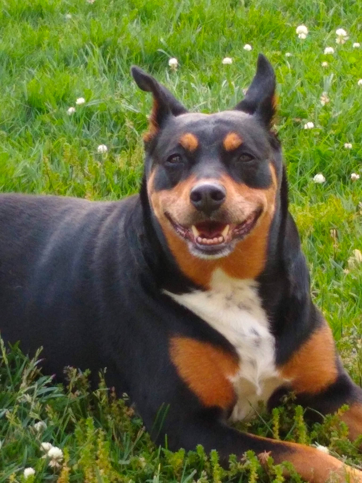 Tusca joined the competition — help win amazing prizes! canidae, carnivore, companion_dog, dog, dog_breed, grass, guard_dog, mammal, plant, smile, sporting_group, terrestrial_animal, whiskers, working_animal, working_dog