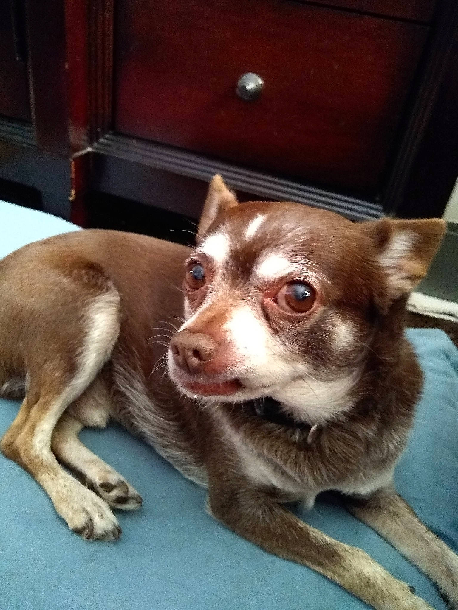 Gizmo joined the competition — help win amazing prizes! cabinetry, canidae, carnivore, collar, companion_dog, dog, dog_breed, fawn, fur, koolie, liver, non_sporting_group, paw, snout, sporting_group, tail, whiskers, wood, working_animal