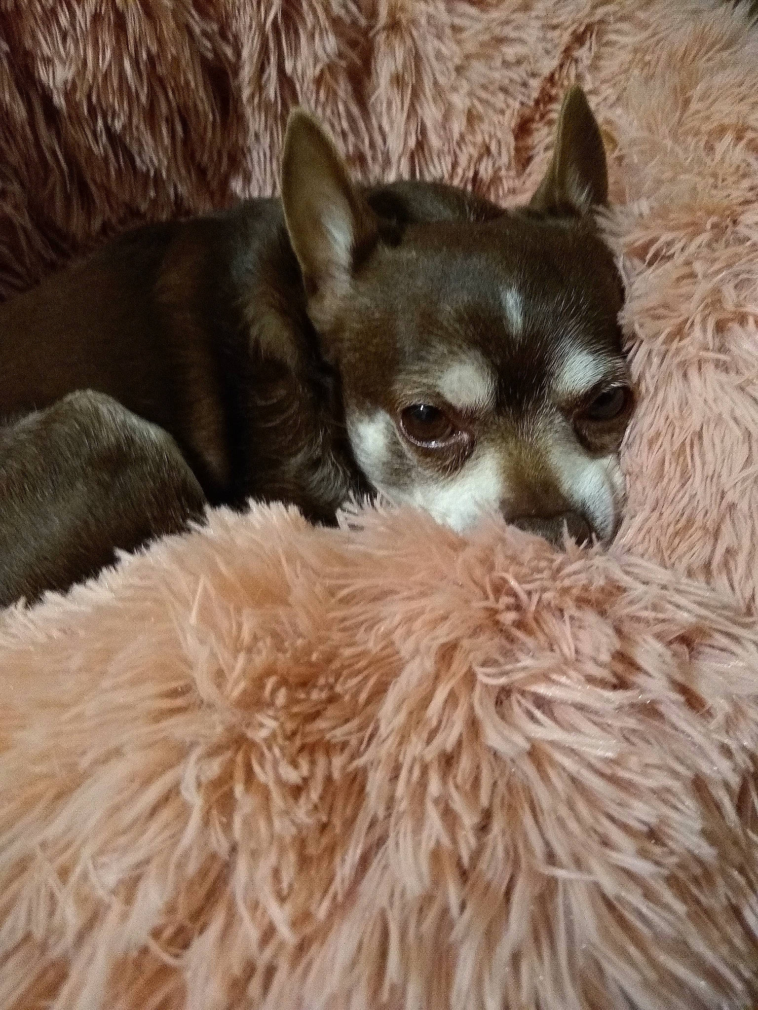 Gizmo joined the competition — help win amazing prizes! canidae, carnivore, comfort, companion_dog, dog, dog_breed, fawn, felidae, fur, non_sporting_group, paw, small_to_medium_sized_cats, snout, sporting_group, tail, terrestrial_animal, toy_dog, whiskers, working_animal