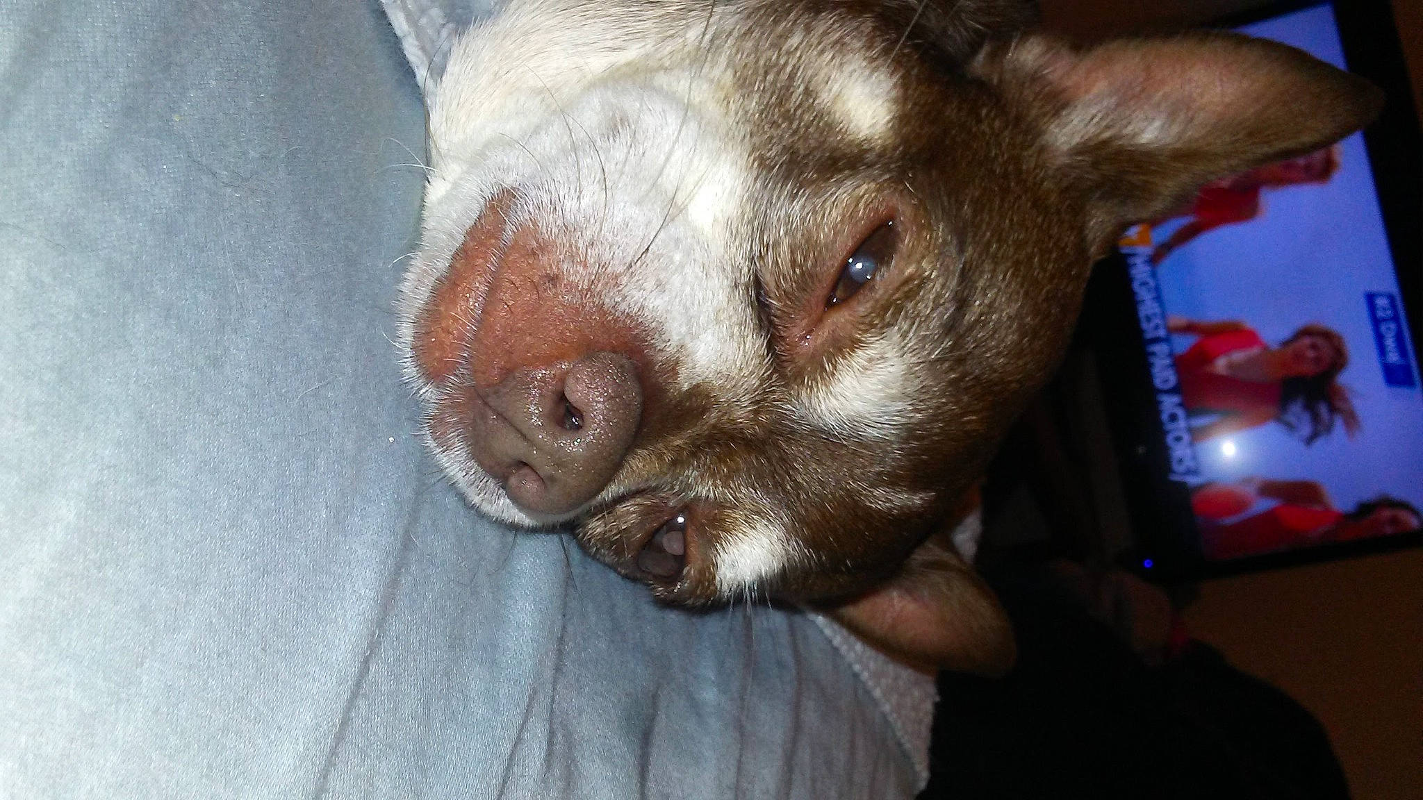 Gizmo is registered to the contest to win money with this photo: canidae, carnivore, comfort, companion_dog, corgi_chihuahua, dog, dog_breed, ear, fawn, flesh, fur, liver, non_sporting_group, snout, sporting_group, terrestrial_animal, toy_dog, whiskers, working_animal