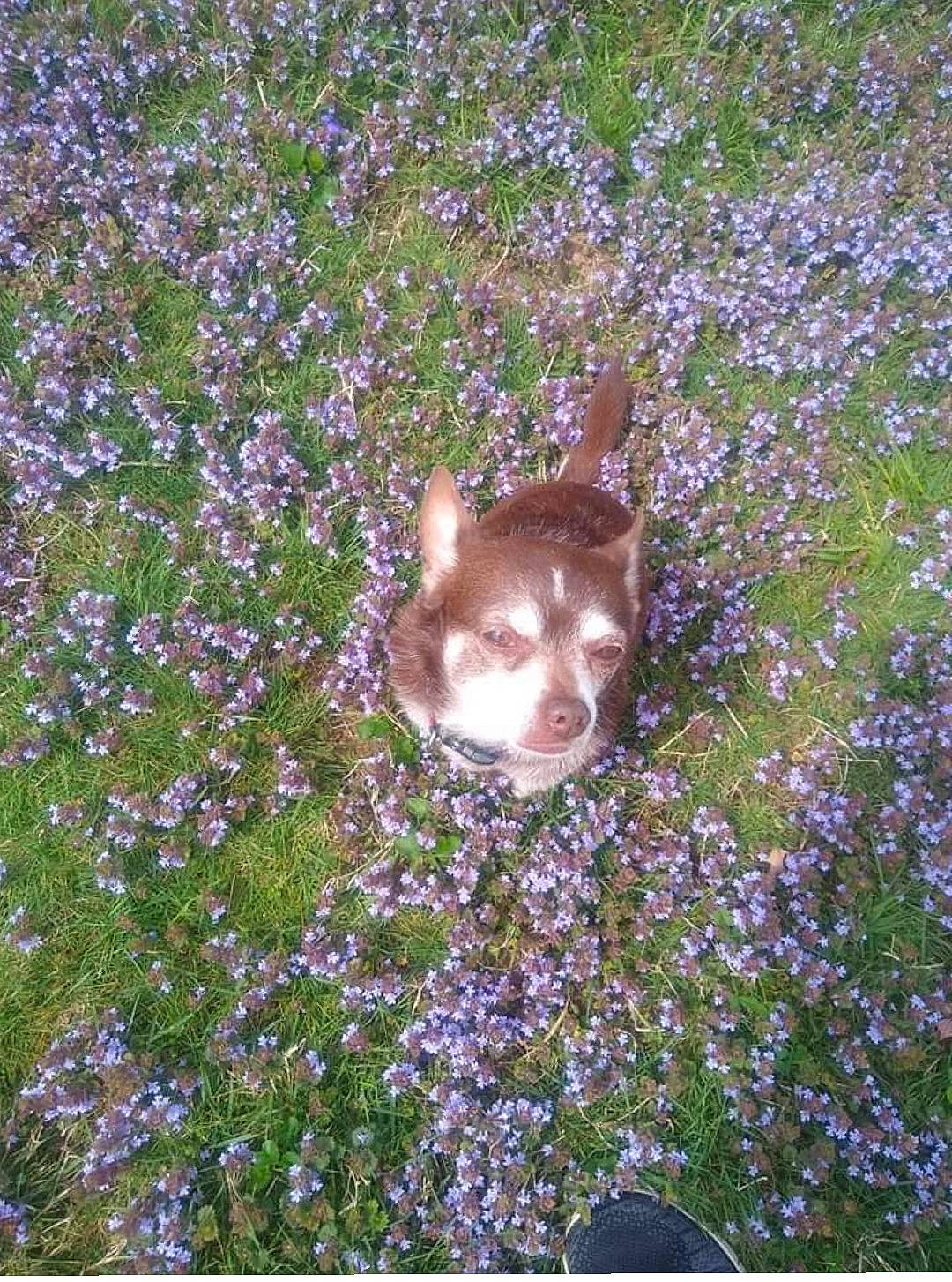 Gizmo joined the competition — help win amazing prizes! canis, carnivore, companion_dog, dog, dog_breed, fawn, flower, flowering_plant, grass, groundcover, herbaceous_plant, liver, non_sporting_group, plant, rectangle, terrestrial_animal, wildflower, wildlife