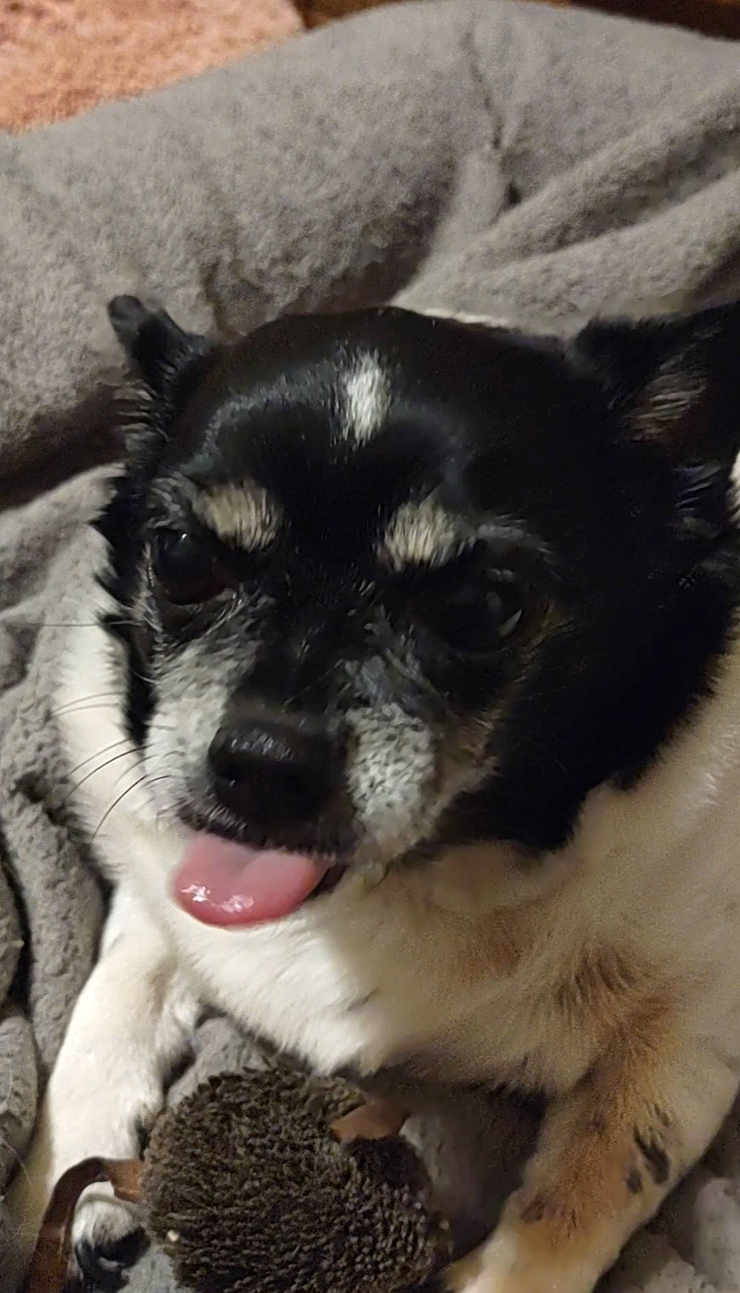 Bessie is registered to the contest to win money with this photo: ancient_dog_breeds, canidae, carnivore, companion_dog, dog, dog_breed, ear, fur, monochrome_photography, non_sporting_group, paw, puppy, snout, sporting_group, tail, terrestrial_animal, toy_dog, whiskers, working_animal, working_dog