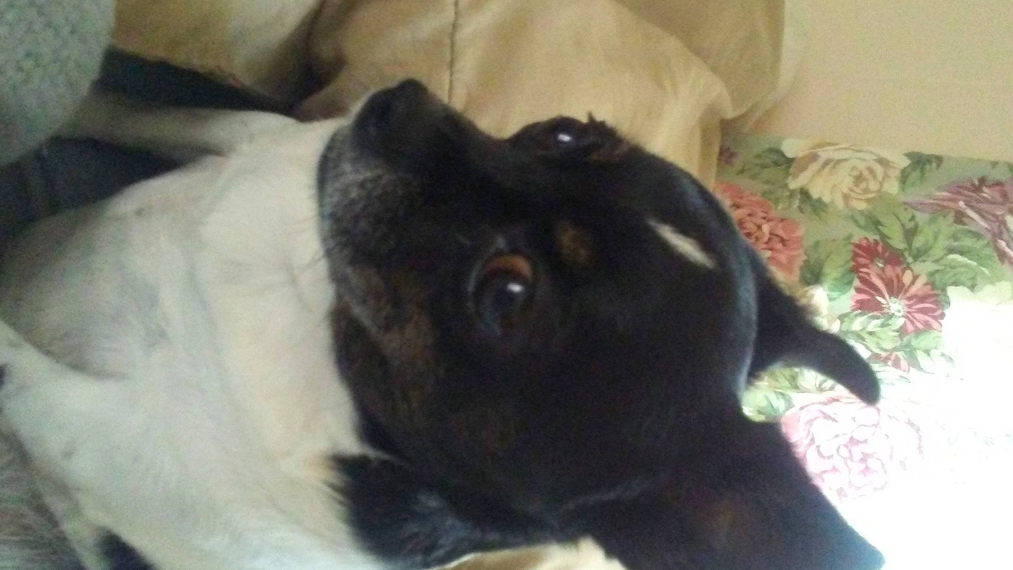 Bessie is registered to the contest to win money with this photo: bulldog, canidae, carnivore, comfort, companion_dog, dog, dog_breed, ear, fawn, fur, non_sporting_group, puppy, snout, sporting_group, terrestrial_animal, toy_dog, whiskers, working_animal