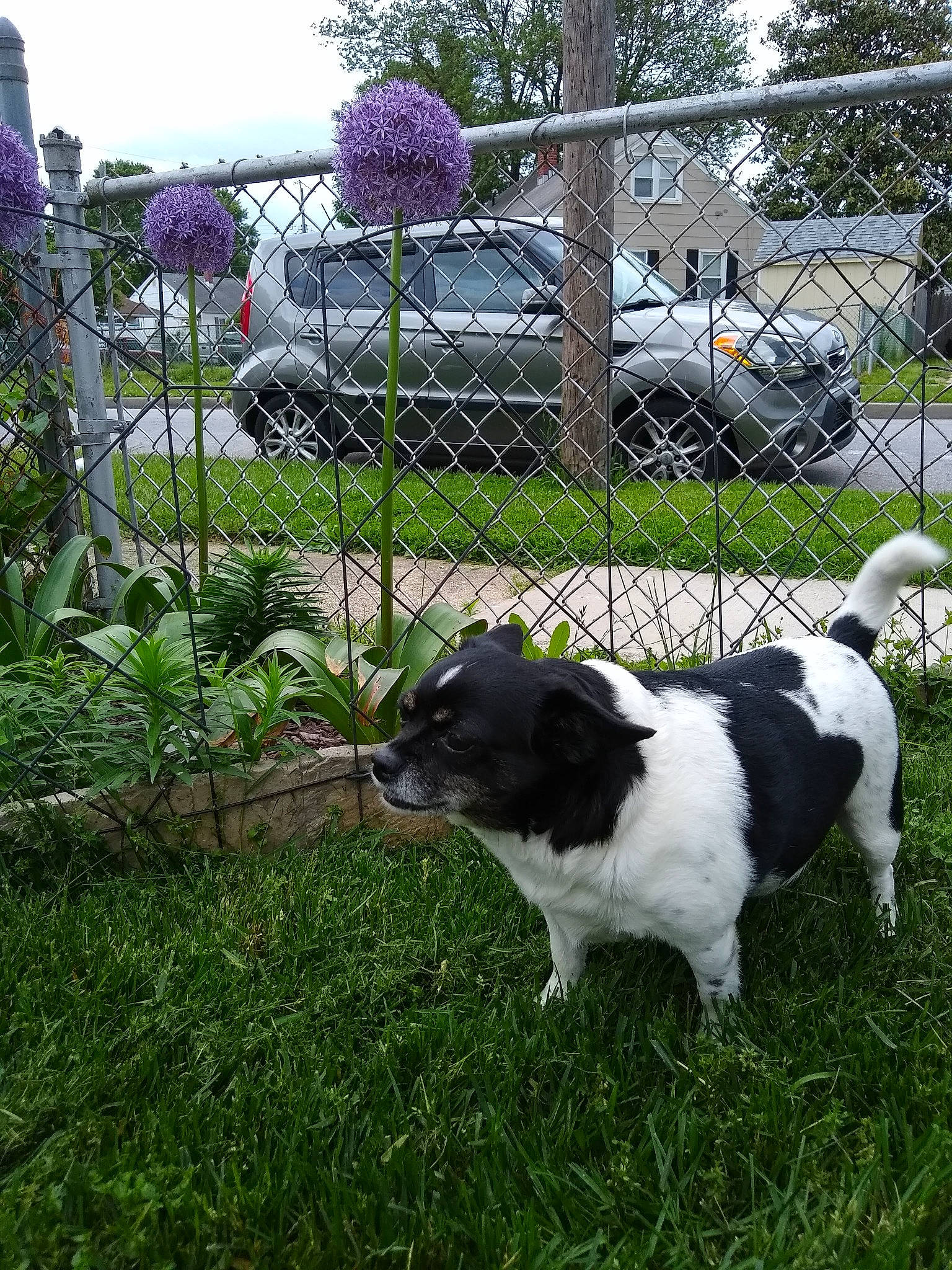 Bessie is registered to the contest to win money with this photo: automotive_tire, car, carnivore, companion_dog, dog, dog_breed, fence, grass, lawn, motor_vehicle, plant, sky, snout, tail, tire, tree, vehicle, wheel, wire_fencing, working_animal