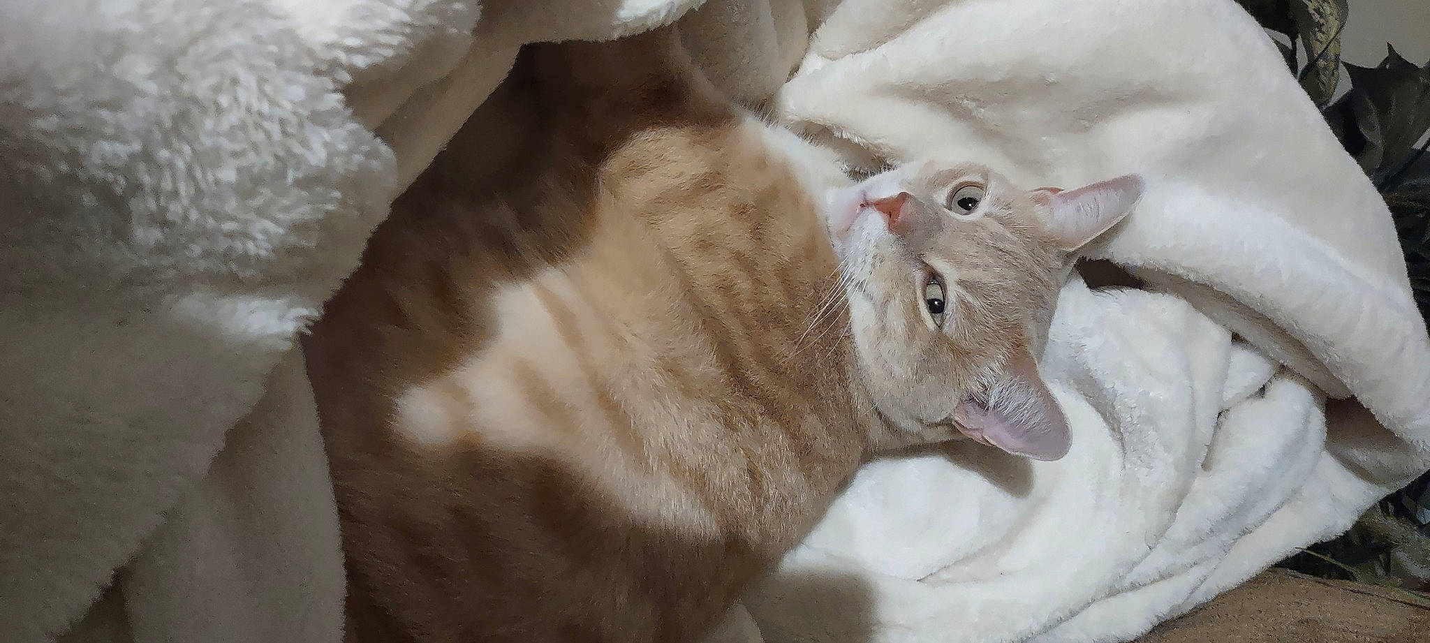 Reign joined the competition — help win amazing prizes! carnivore, cat, claw, domestic_short_haired_cat, ear, fang, fawn, felidae, fur, linens, paw, small_to_medium_sized_cats, snout, tail, terrestrial_animal, whiskers