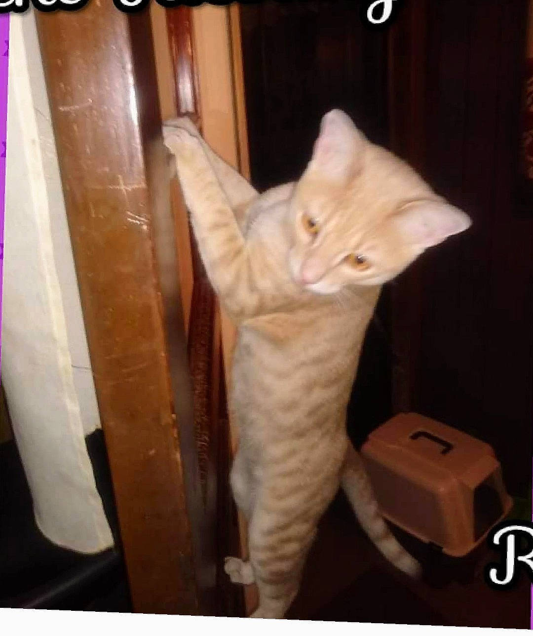 Reign joined the competition — help win amazing prizes! carnivore, cat, domestic_short_haired_cat, fawn, felidae, fur, hardwood, paw, peach, room, small_to_medium_sized_cats, tail, whiskers, wood