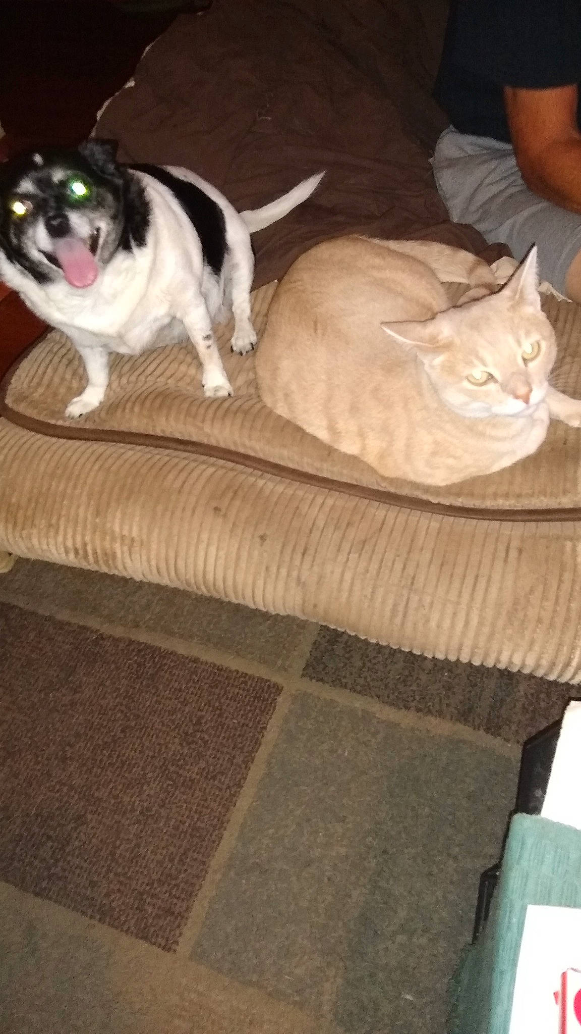 Reign joined the competition — help win amazing prizes! carnivore, cat, comfort, companion_dog, couch, dog, dog_breed, fawn, felidae, floor, flooring, fur, grey, hardwood, human_leg, plant, small_to_medium_sized_cats, tail, whiskers, wood