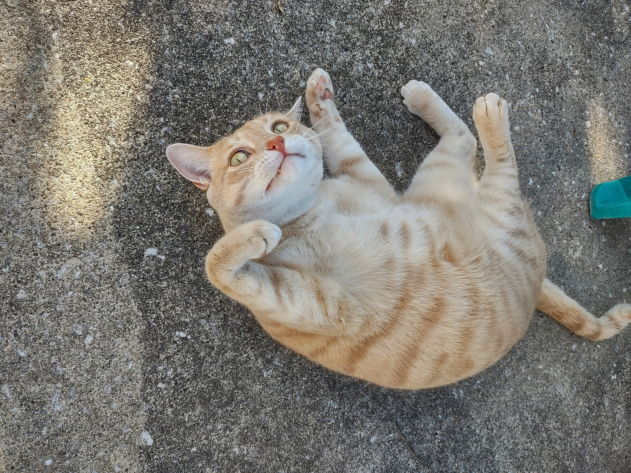 Reign is registered to the contest to win money with this photo: canidae, carnivore, cat, claw, comfort, domestic_short_haired_cat, eye, fawn, felidae, foot, fur, grass, paw, sand, small_to_medium_sized_cats, snout, tail, terrestrial_animal, whiskers, wood