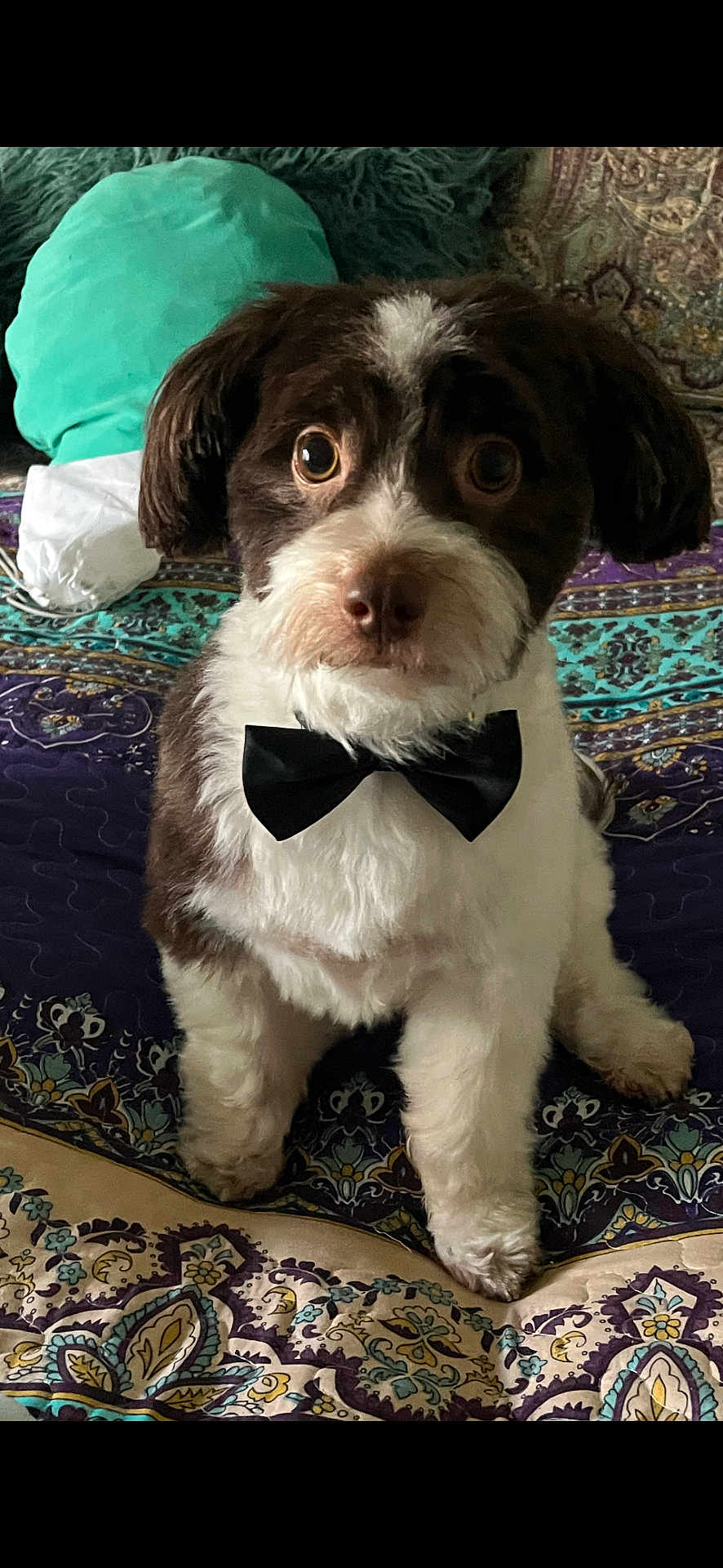 Harry