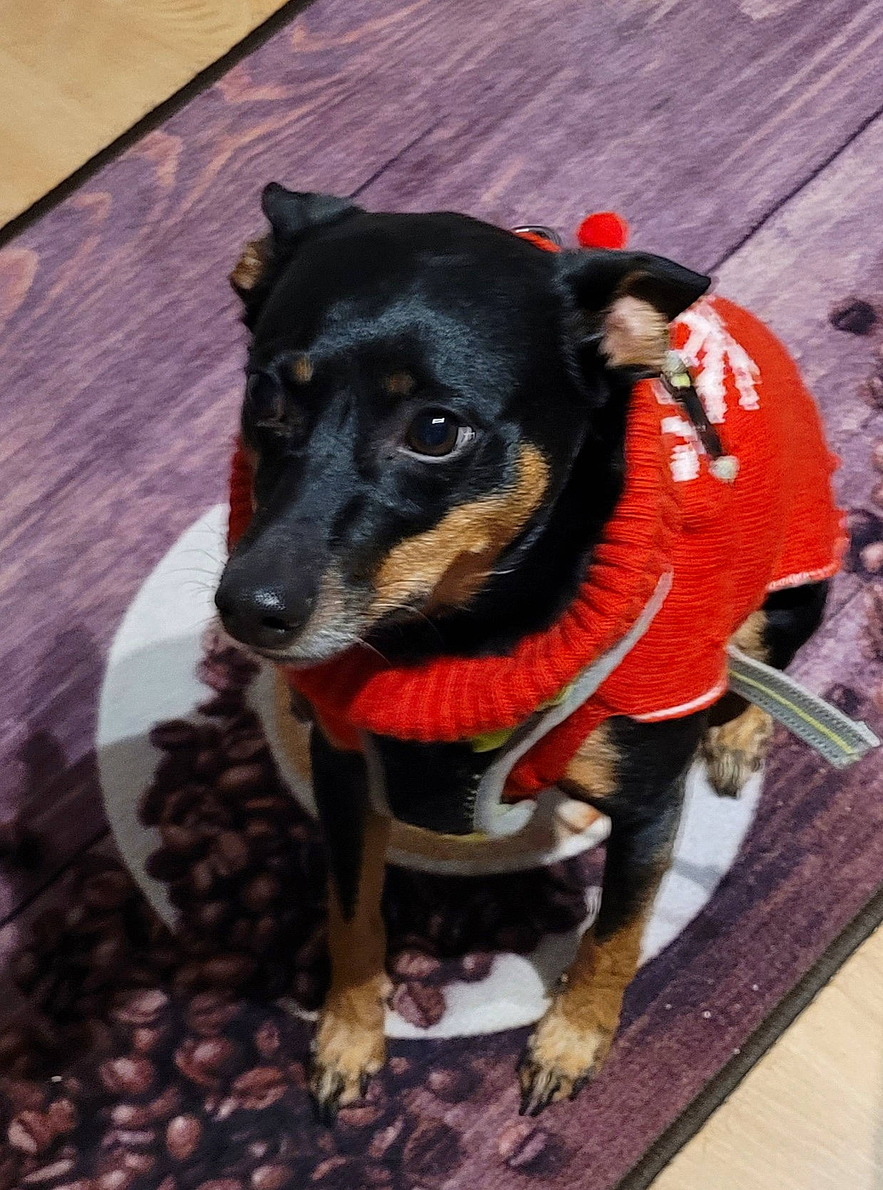 Lascar participe au concours pour gagner de l'argent avec cette photo : carnivore, collar, companion_dog, dog, dog_breed, dog_clothes, dog_collar, dog_supply, fashion_accessory, fawn, fur, leash, mammal, pet_supply, snout, sporting_group, tail, toy_dog, whiskers, working_animal