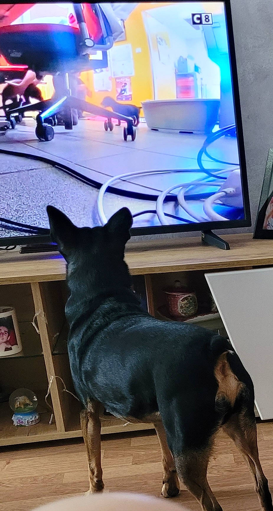 Lascar participe au concours pour gagner de l'argent avec cette photo : carnivore, companion_dog, computer, computer_monitor, desk, display_device, dog, dog_breed, floor, flooring, hardwood, mammal, output_device, peripheral, room, snout, tail, television_set, vertebrate, working_animal