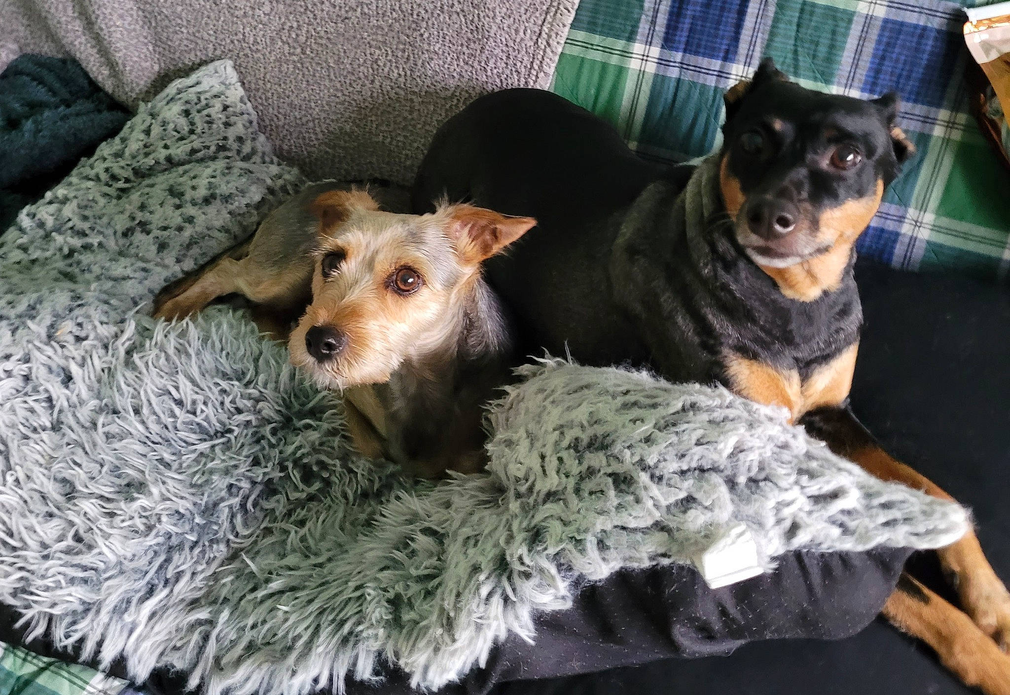 Lascar a rejoint le concours — aidez-le/la à gagner de superbes lots ! canidae, carnivore, collar, comfort, companion_dog, couch, dog, dog_breed, dog_supply, fawn, fur, guard_dog, linens, pinscher, snout, sporting_group, toy_dog, whiskers, working_animal, working_dog