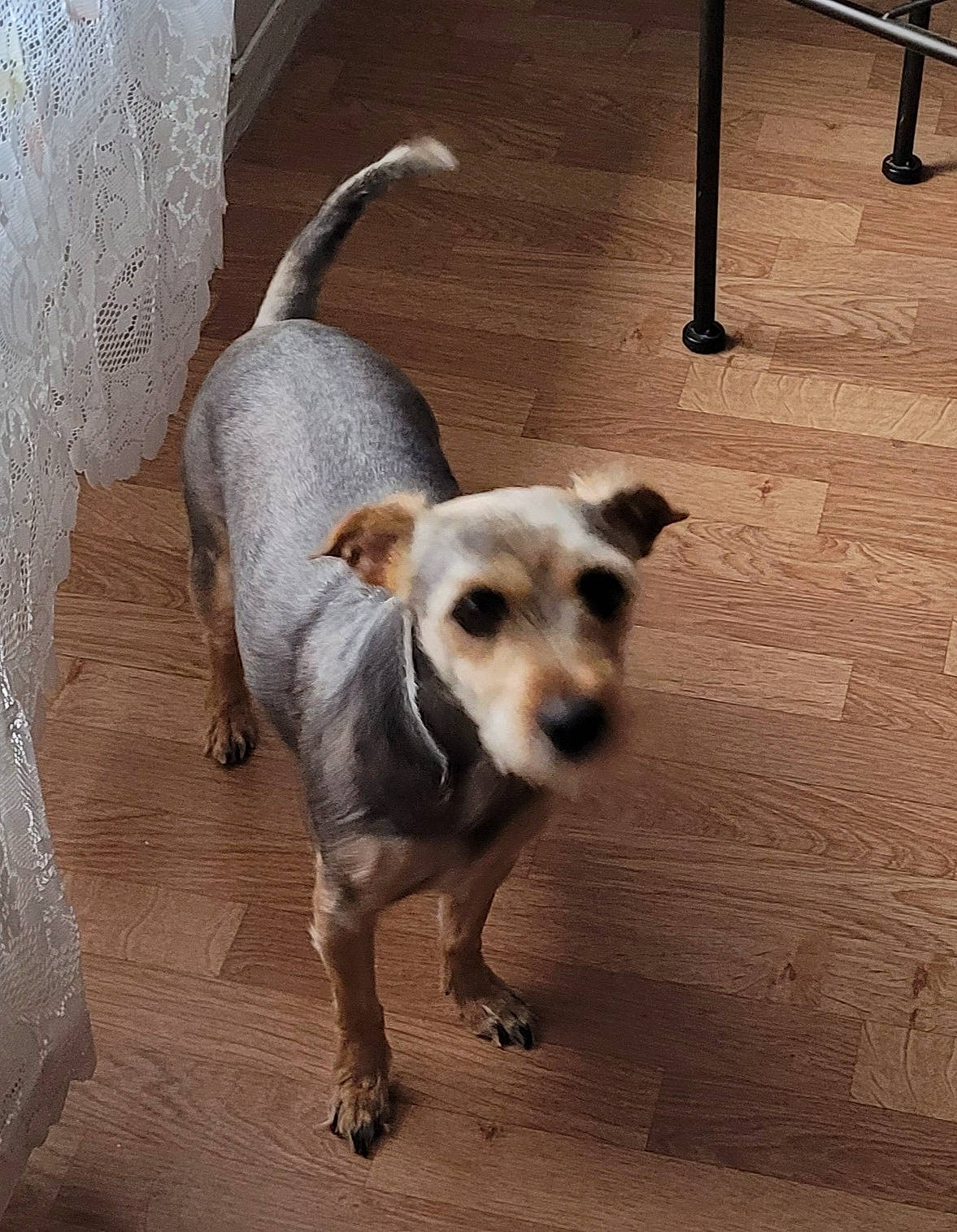 Pin-up a rejoint le concours — aidez-le/la à gagner de superbes lots ! canidae, carnivore, collar, companion_dog, dog, dog_breed, dog_supply, fawn, floor, flooring, hardwood, pet_supply, snout, sporting_group, tail, terrestrial_animal, toy_dog, whiskers, wood, working_animal