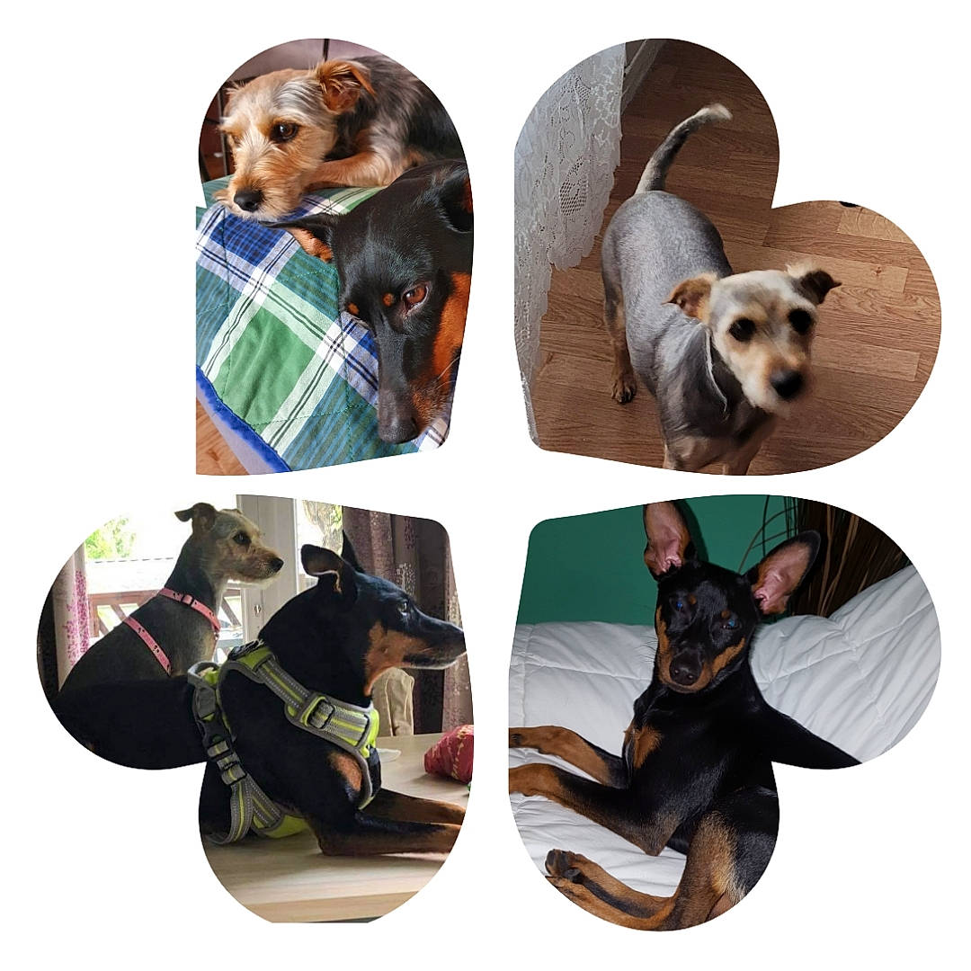 Pin-up a rejoint le concours — aidez-le/la à gagner de superbes lots ! art, canidae, carnivore, circle, collage, comfort, companion_dog, dog, dog_breed, dog_supply, font, fur, gesture, linens, pattern, pet_supply, sitting, sleeve, sporting_group, working_animal