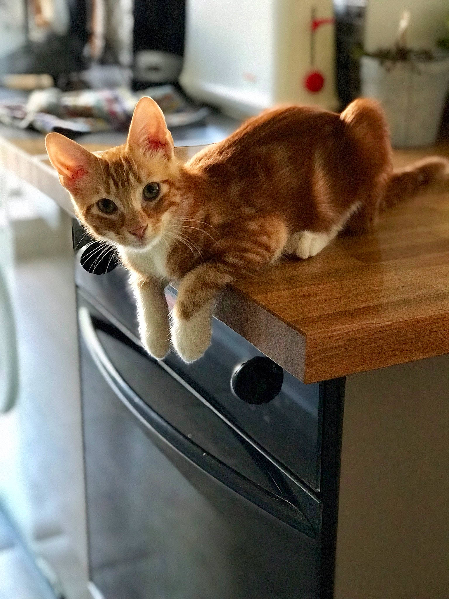 Havane a rejoint le concours — aidez-le/la à gagner de superbes lots ! aegean_cat, carnivoran, cat, cat_like_mammal, cat_supply, domestic_short_haired_cat, floor, flooring, fur, kitten, small_to_medium_sized_cats, whiskers