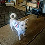 animal, basket, blur, carpet, cords, curious, dog, doorway, ears, floor, furniture, indoor, light, pet, room, small_dog, standing, table, tail, white_shirt