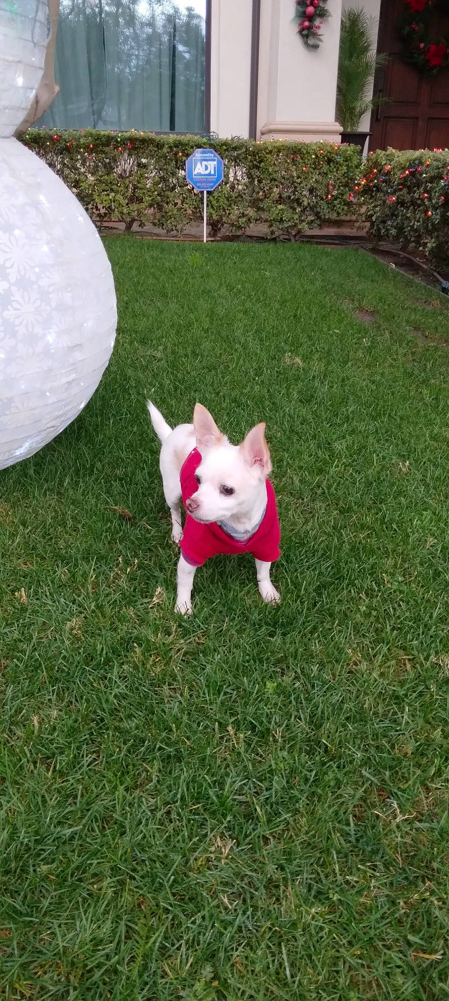 Sunny joined the competition — help win amazing prizes! artificial_turf, ball, bull_terrier, carnivore, companion_dog, dog, dog_breed, fawn, flooring, garden, grass, lawn, leisure, plant, shrub, sporting_group, sports_equipment, tail, terrestrial_animal, yard