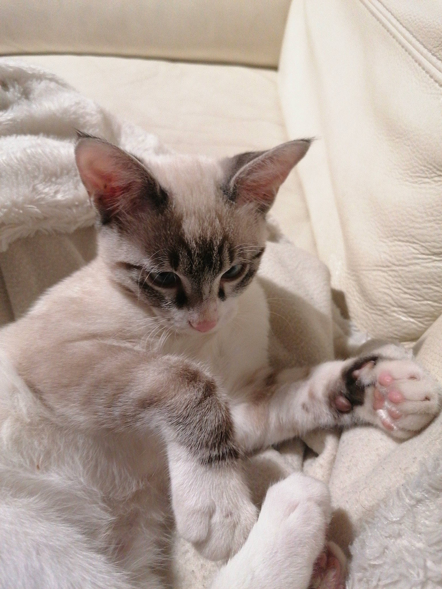 Ghost participe au concours pour gagner de l'argent avec cette photo : carnivore, cat, cat_supply, claw, comfort, domestic_short_haired_cat, door, felidae, fur, linens, paw, sitting, small_to_medium_sized_cats, snout, tail, whiskers, window