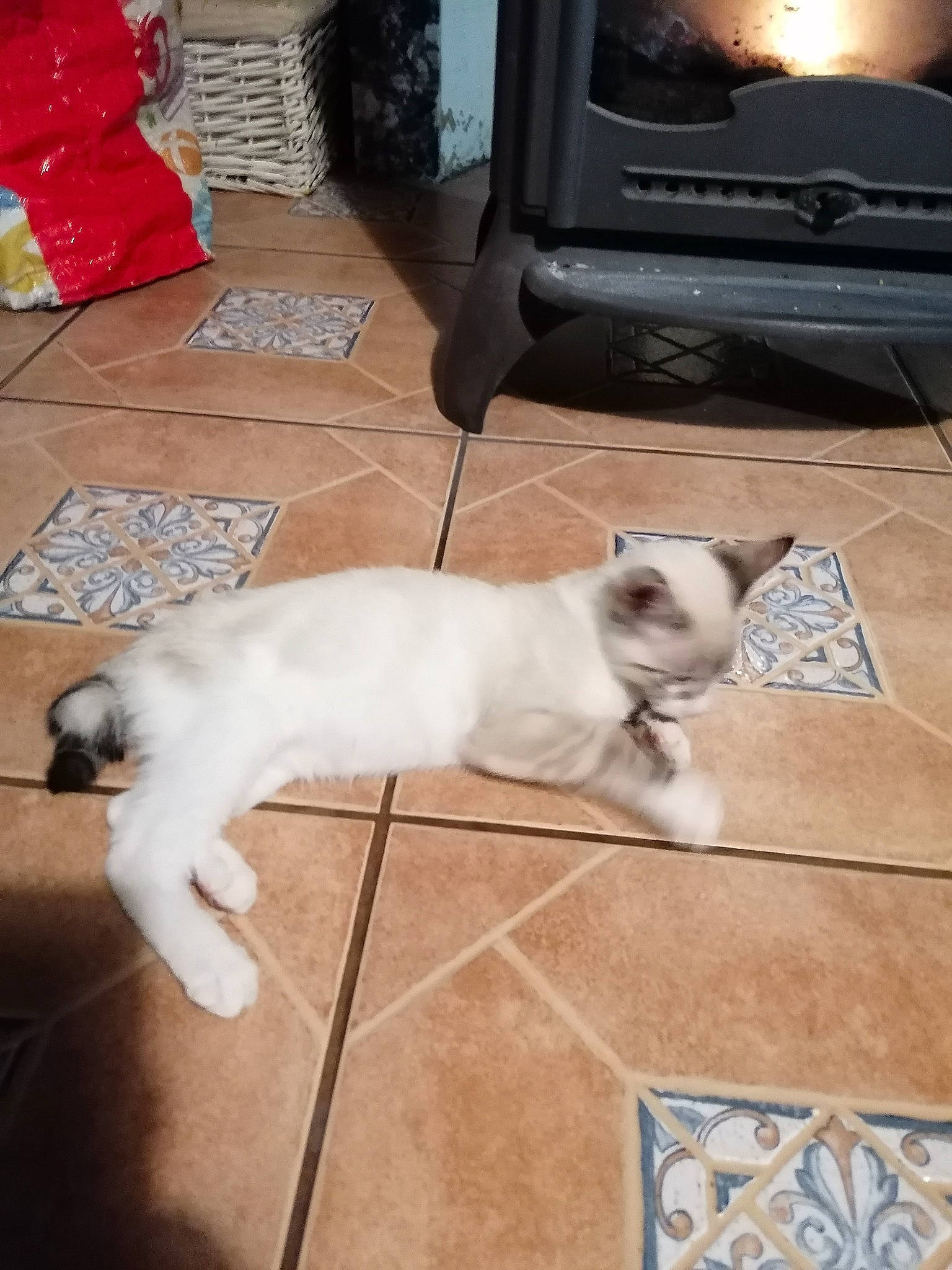 Ghost a rejoint le concours — aidez-le/la à gagner de superbes lots ! carnivore, cat, comfort, companion_dog, dog, dog_breed, fawn, felidae, floor, flooring, hardwood, home_appliance, living_room, small_to_medium_sized_cats, tail, television, television_set, whiskers, wood, wood_burning_stove