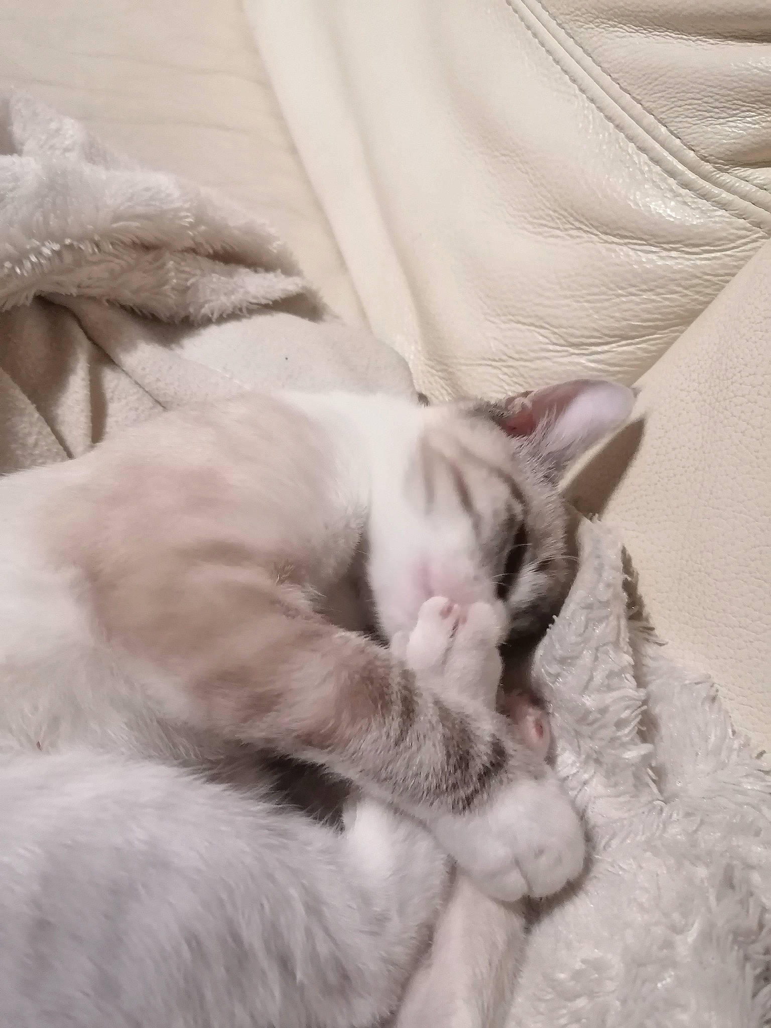 Ghost a rejoint le concours — aidez-le/la à gagner de superbes lots ! bed, bedding, carnivore, cat, claw, comfort, domestic_short_haired_cat, ear, eye, felidae, fur, grey, linens, nap, paw, sleep, small_to_medium_sized_cats, snout, tail, whiskers