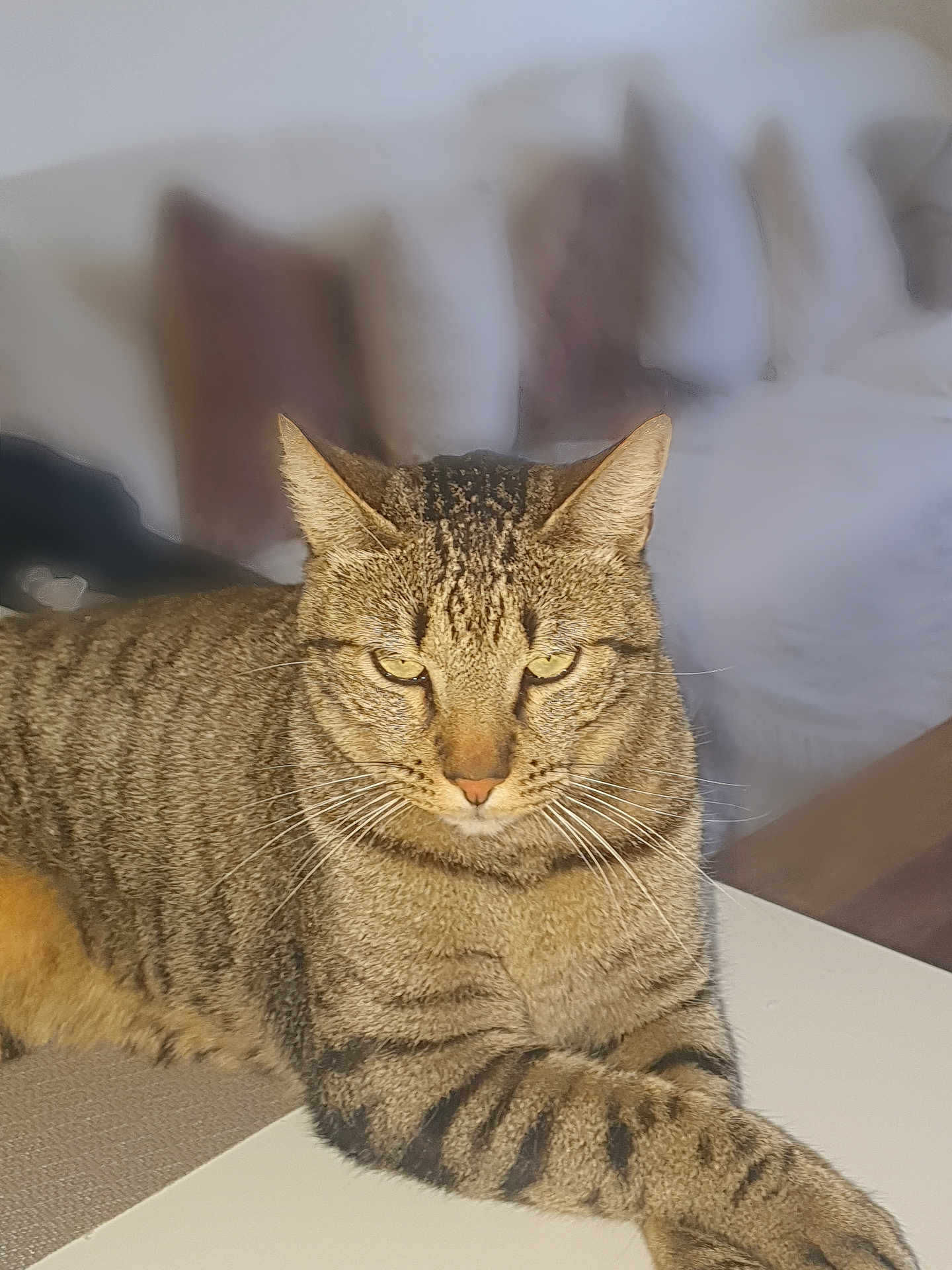 Sacha