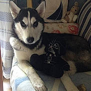 Princesse participe au concours pour gagner de l'argent avec cette photo : dog, husky, plush_toy, darth_vader, couch, pillow, blanket, indoor, pet, furniture, stuffed_animal, relaxed, animal, canine, home, decor, window, curtain, cozy, soft_lighting
