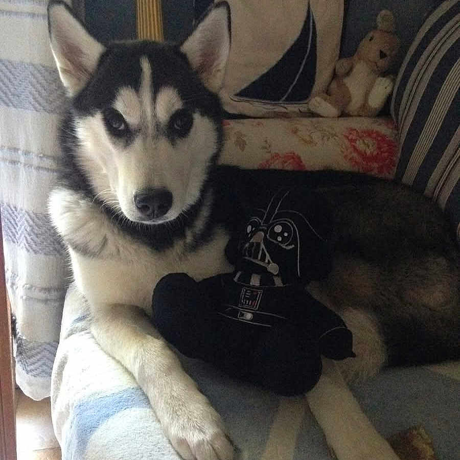 Princesse participe au concours pour gagner de l'argent avec cette photo : animal, blanket, canine, couch, cozy, curtain, darth_vader, decor, dog, furniture, home, husky, indoor, pet, pillow, plush_toy, relaxed, soft_lighting, stuffed_animal, window