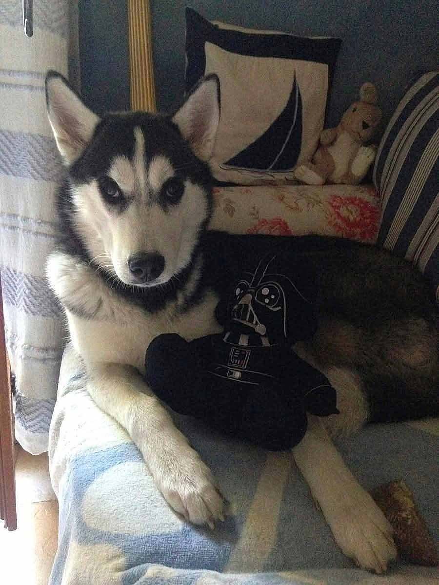Princesse participe au concours pour gagner de l'argent avec cette photo : dog, husky, plush_toy, darth_vader, couch, pillow, blanket, indoor, pet, furniture, stuffed_animal, relaxed, animal, canine, home, decor, window, curtain, cozy, soft_lighting