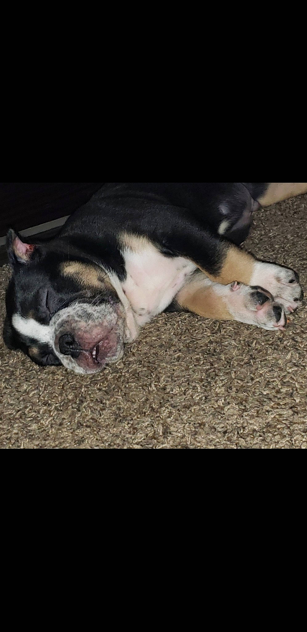 Peso joined the competition — help win amazing prizes! boston_terrier, bulldog, canidae, carnivore, comfort, companion_dog, dog, dog_breed, fawn, french_bulldog, fur, nap, paw, snout, sporting_group, terrestrial_animal, toy_dog, vertebrate, whiskers, wrinkle