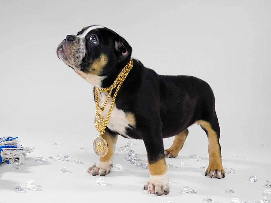 Peso joined the competition — help win amazing prizes! canidae, carnivore, collar, companion_dog, dog, dog_breed, fawn, fur, guard_dog, hunting_dog, pet_supply, puppy, rottweiler, snout, snow, sporting_group, terrestrial_animal, winter, working_animal, working_dog