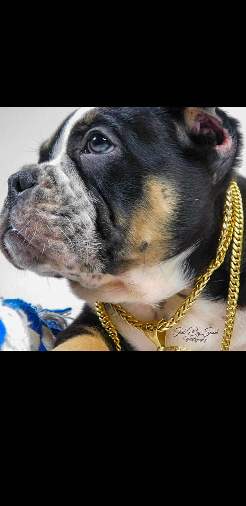 Peso is registered to the contest to win money with this photo: bulldog, canidae, carnivore, collar, companion_dog, dog, dog_breed, dog_collar, fawn, fur, head, leash, metal, pet_supply, snout, sporting_group, whiskers, window, working_animal, wrinkle