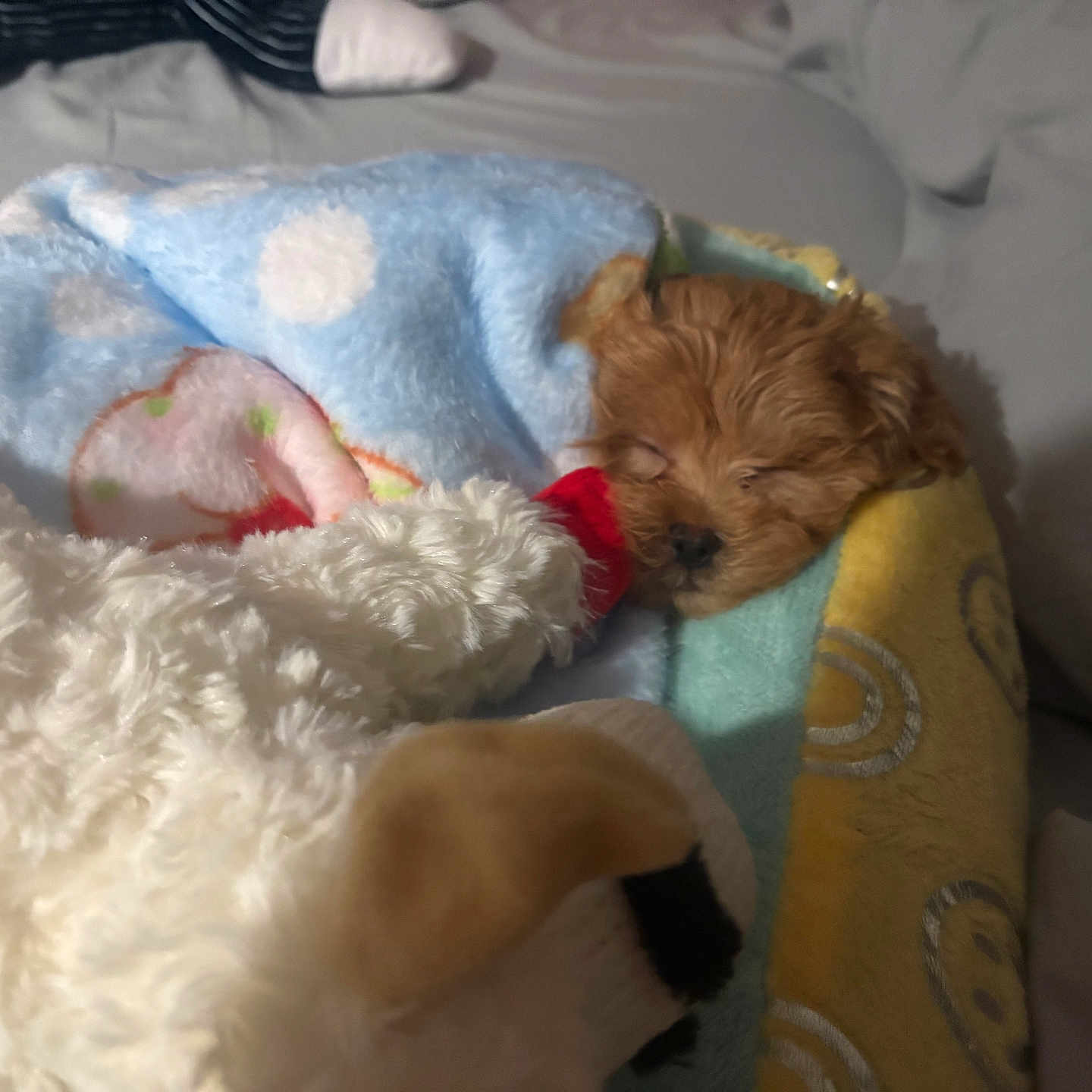 Molly is registered to the contest to win money with this photo: animal, bed, blanket, brown, comfort, cozy, cute, fur, indoor, peaceful, pet, plush_toy, puppy, resting, sleep, sleeping, small, snuggled, soft, warm