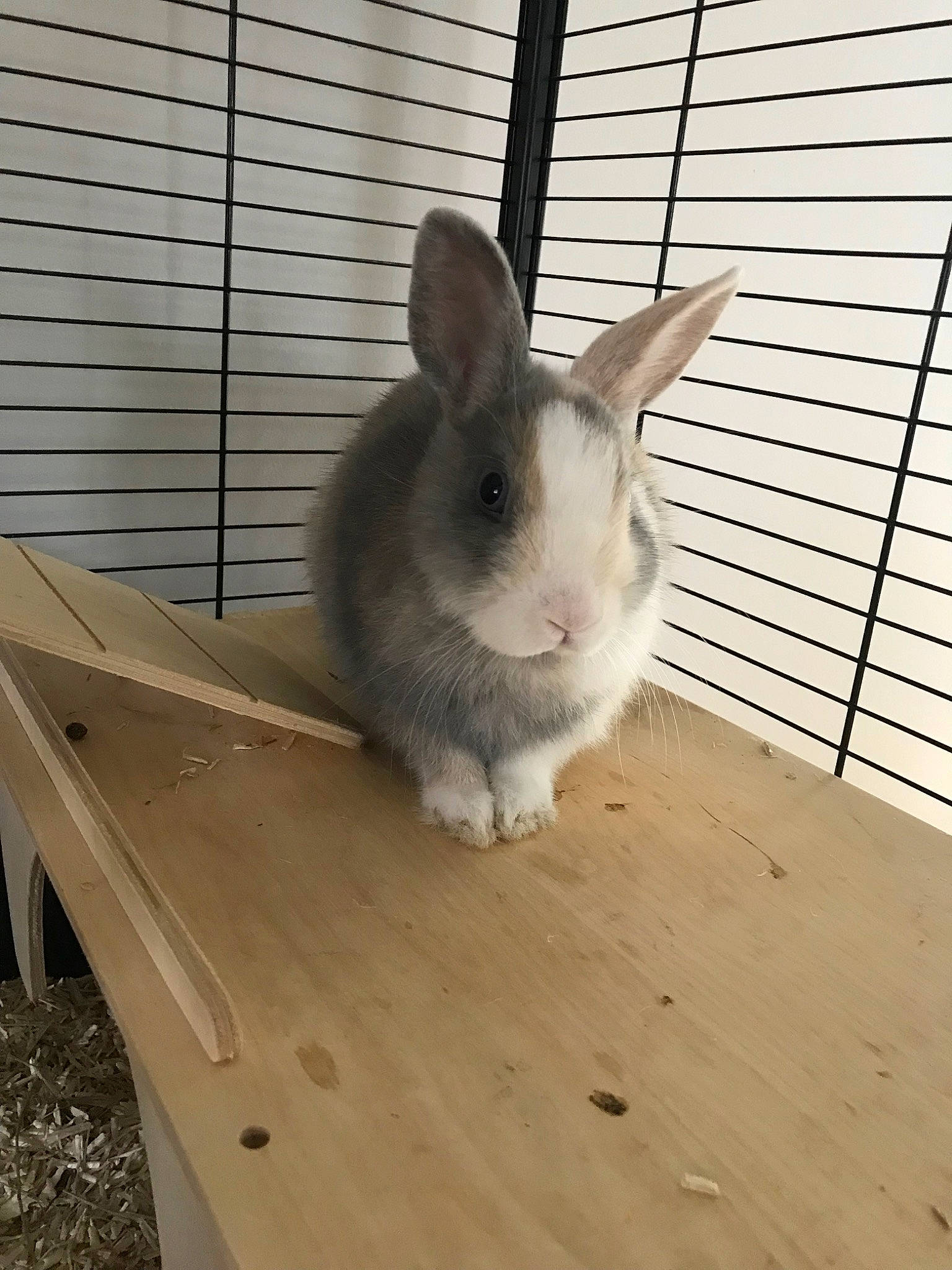 Alpine a rejoint le concours — aidez-le/la à gagner de superbes lots ! animal_shelter, cage, chinchilla, domestic_rabbit, ear, fawn, hare, mammal, rabbit, rabbits_and_hares, rodent, skin, snout, tail, vertebrate, whiskers, wildlife, wood