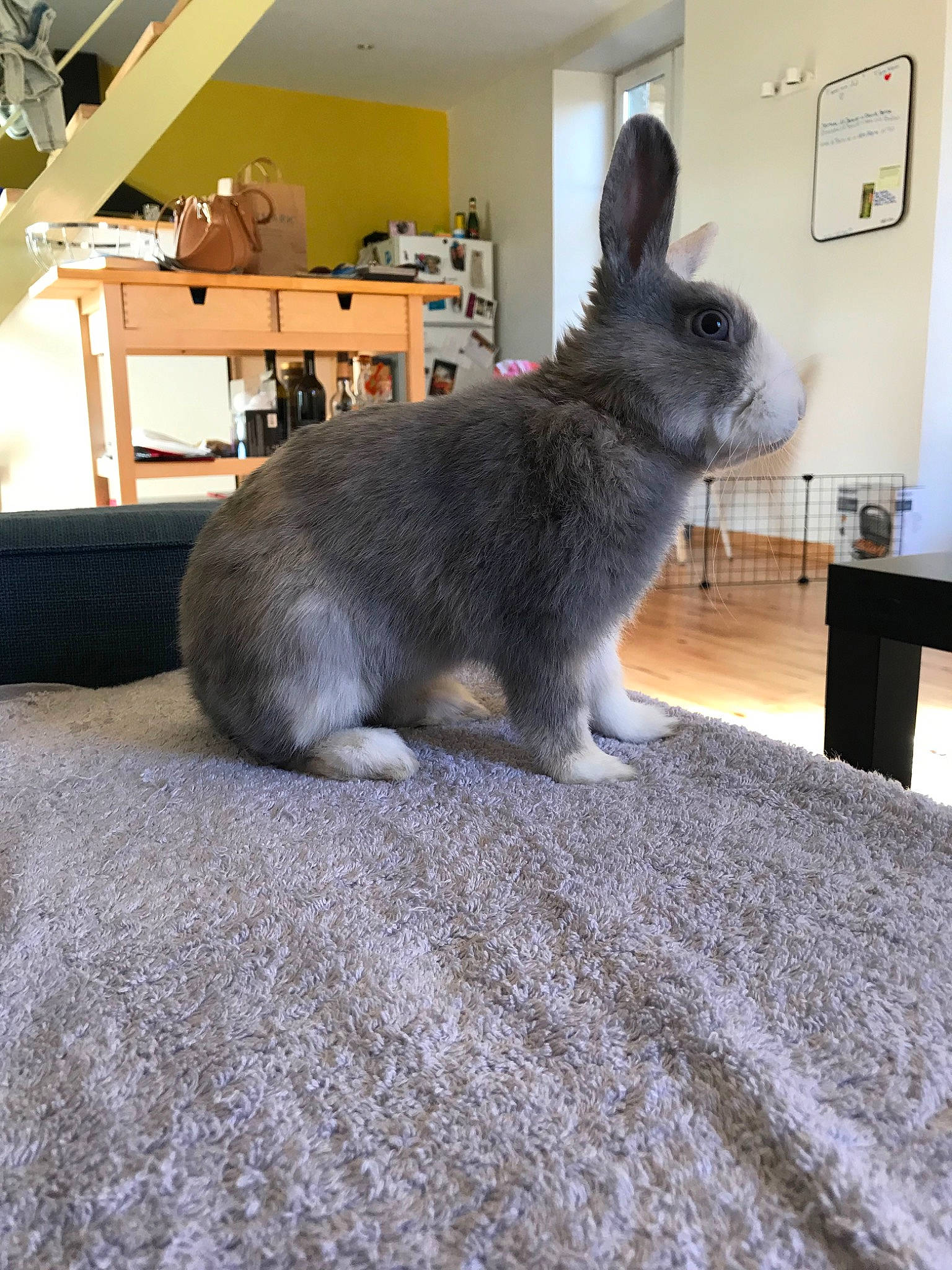 Alpine participe au concours pour gagner de l'argent avec cette photo : domestic_rabbit, fawn, hare, mammal, rabbit, rabbits_and_hares, snout, whiskers
