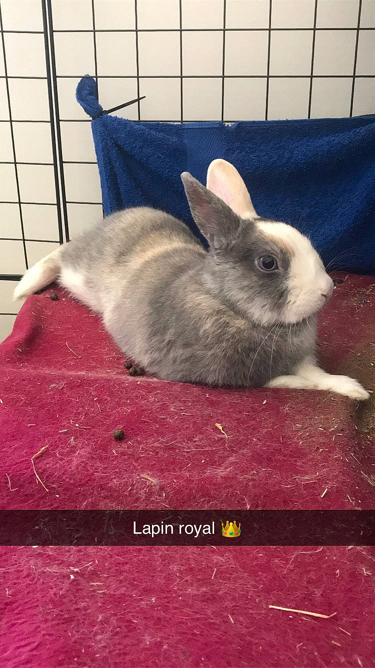 Alpine a rejoint le concours — aidez-le/la à gagner de superbes lots ! animal_shelter, domestic_rabbit, ear, fawn, hare, mammal, organism, photo_caption, rabbit, rabbits_and_hares, skin, snowshoe_hare, vertebrate, whiskers, wildlife