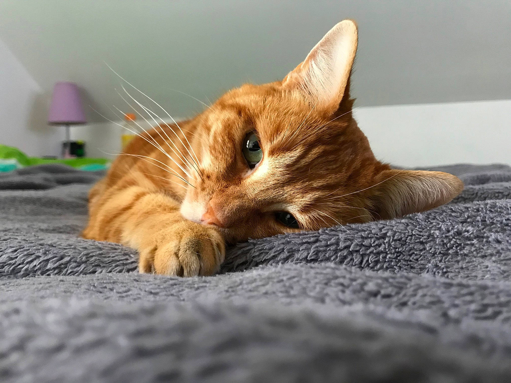 Châtaigne a rejoint le concours — aidez-le/la à gagner de superbes lots ! aegean_cat, asian, bengal, carnivore, cat, claw, domestic_short_haired_cat, dragon_li, european_shorthair, eye, felidae, fur, kitten, nose, paw, small_to_medium_sized_cats, snout, tabby_cat, toyger, whiskers