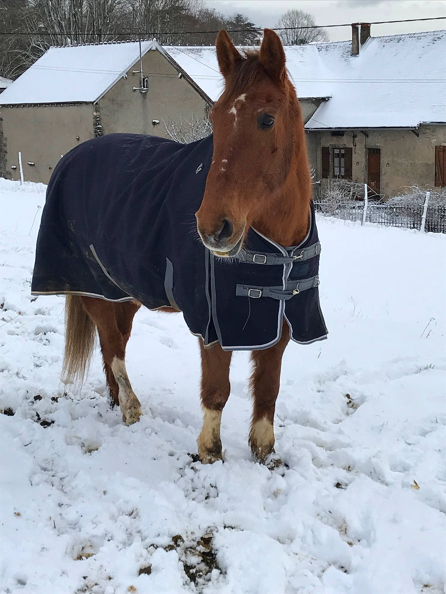 Jalisco participe au concours pour gagner de l'argent avec cette photo : freezing, horse, mane, mare, mustang_horse, pack_animal, snow, sorrel, stable, stallion, winter