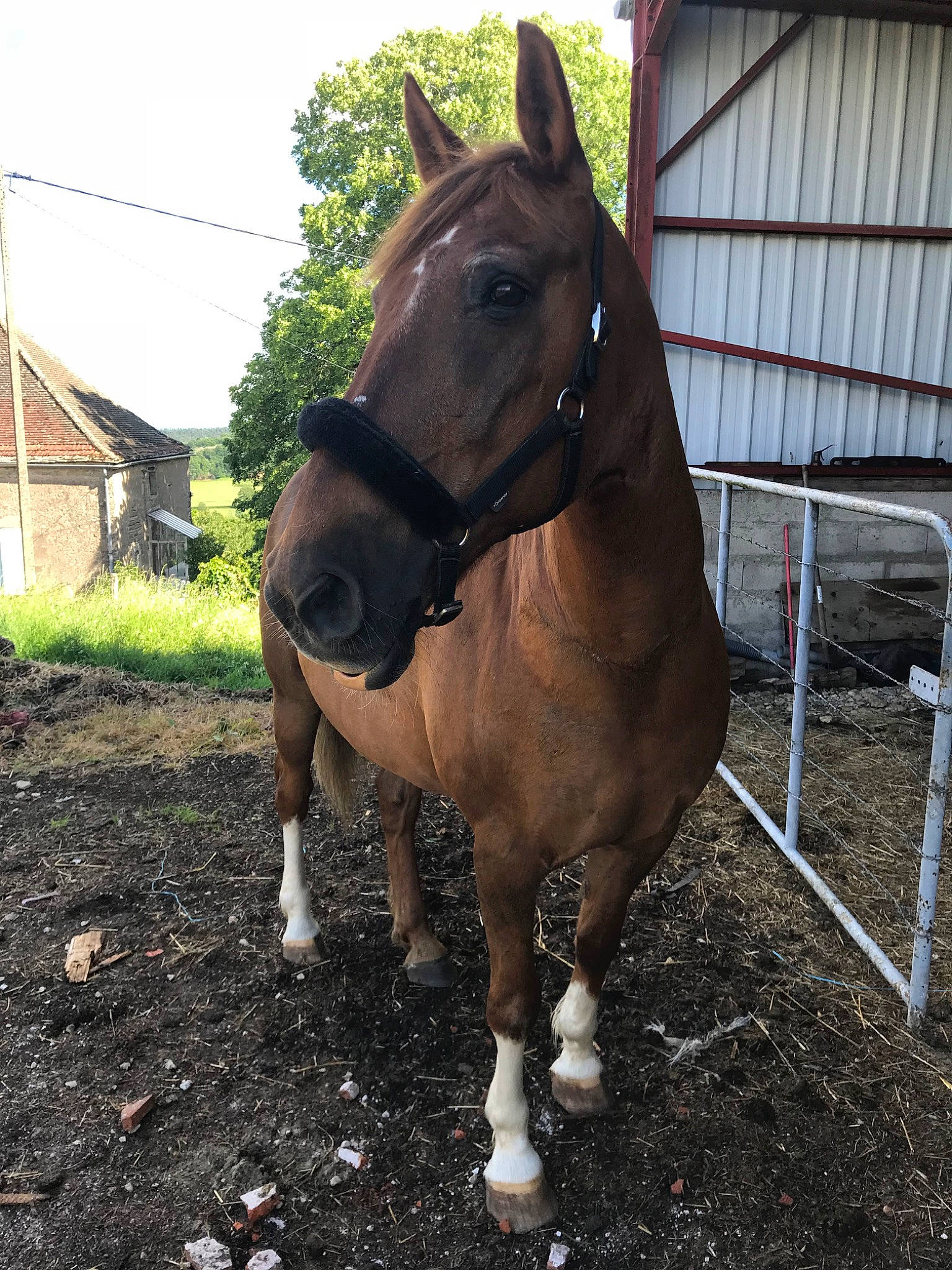 Jalisco participe au concours pour gagner de l'argent avec cette photo : bit, bridle, halter, horse, horse_harness, horse_supplies, horse_tack, liver, mammal, mane, mare, mustang_horse, neck, pack_animal, rein, snout, sorrel, stallion, vertebrate
