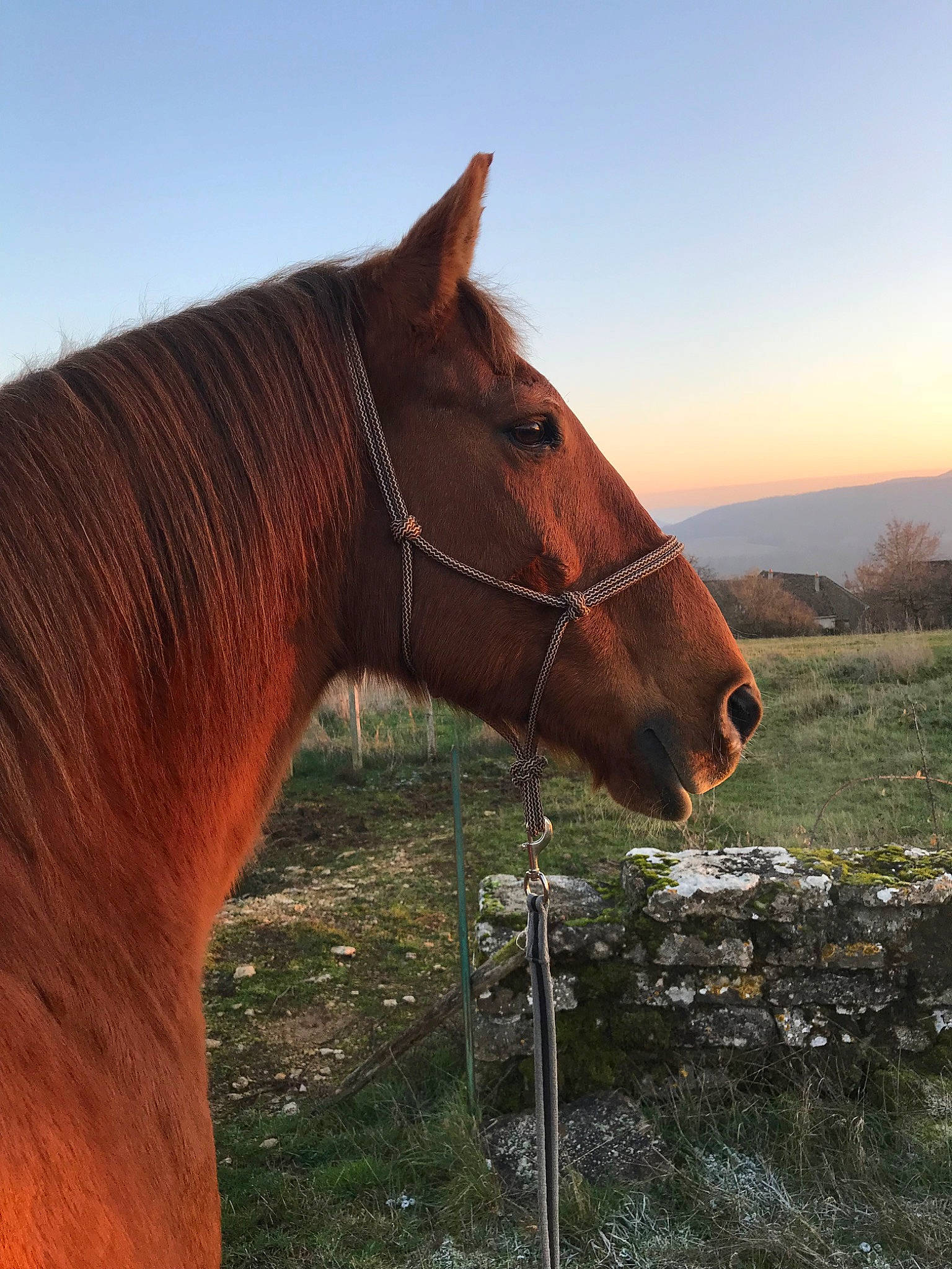 Jalisco a rejoint le concours — aidez-le/la à gagner de superbes lots ! bridle, halter, horse, horse_supplies, horse_tack, liver, mammal, mane, mare, mustang_horse, snout, sorrel, stallion