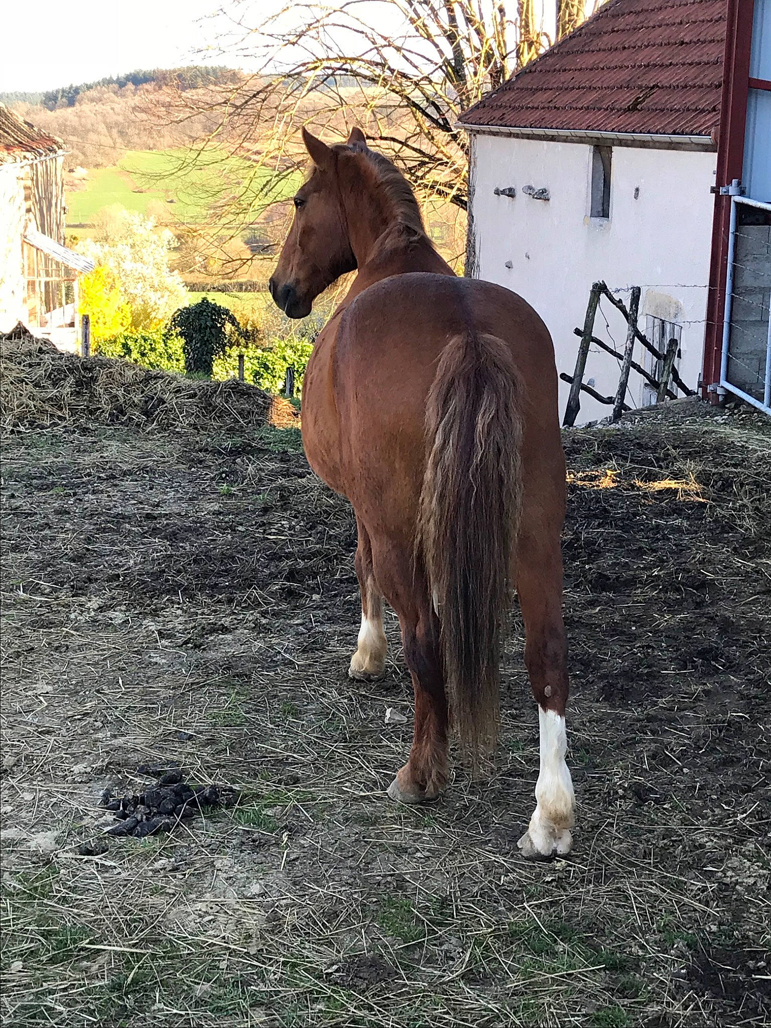 Jalisco a rejoint le concours — aidez-le/la à gagner de superbes lots ! colt, foal, horse, horse_supplies, liver, livestock, mammal, mane, mare, mustang_horse, pack_animal, sorrel, stallion, vertebrate