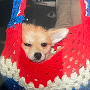 Fancy Ann is registered to the contest to win money with this photo: background_dark, close_up, cozy, crochet_hammock, cute, dog, ear, hand_holding, indoor, knitted_blanket, nose, peeking_eye, portrait, puppy, puppy_face, red_white_blue, sleepy_eyes, small_pet, textile, yarn