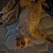 Leo participe au concours pour gagner de l'argent avec cette photo : cat, orange_tabby, mattress, blanket, indoor, pet, feline, fur, whiskers, relaxed, laying_down, curious, cozy, sleepy, domestic_animal, cute, animal, resting, soft_texture, home