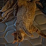 cat, orange_tabby, mattress, blanket, indoor, pet, feline, fur, whiskers, relaxed, laying_down, curious, cozy, sleepy, domestic_animal, cute, animal, resting, soft_texture, home