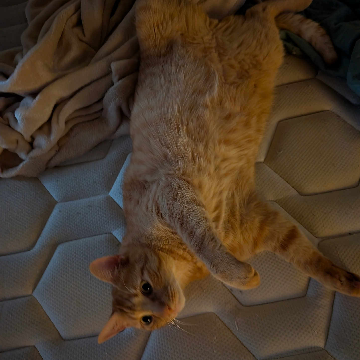 Leo participe au concours pour gagner de l'argent avec cette photo : animal, blanket, cat, cozy, curious, cute, domestic_animal, feline, fur, home, indoor, laying_down, mattress, orange_tabby, pet, relaxed, resting, sleepy, soft_texture, whiskers